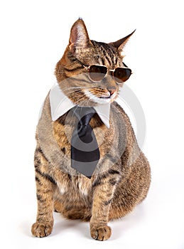 A beatutiful cat with round glasses