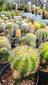 Beatyful Cactus is danger when we touch it