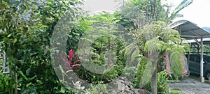 Beatyfull day in the garden rain