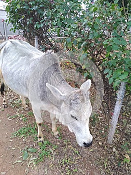 Beatyfull eyes of indian cow