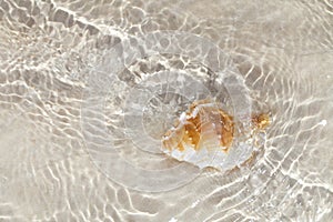 Beatyfull seashell bursa in sea water