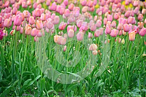 Beau Monde Tulips at Windmill Island Tulip Garden