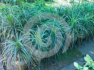 Beaucarnea ponytail plams display for sale at garden center