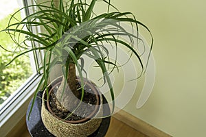 The Beaucarnea Recurvata, also known as Ponytail Palm, or Nolina