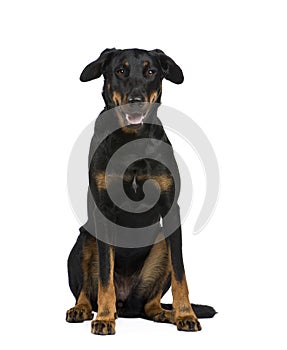 Beauceron (18 months)