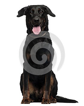 Beauceron, 2 Years old, sitting