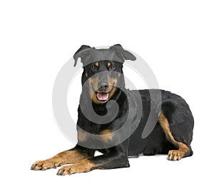 Beauceron