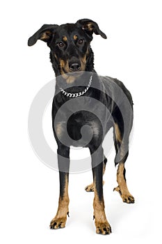 Beauceron