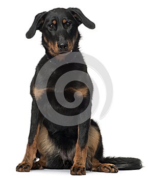 Beauceron, 7 Months old, sitting