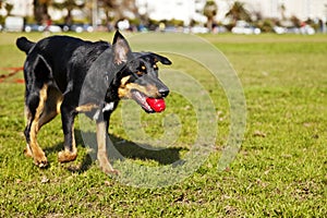 Beauceron / Australian Shepherd Dog with Toy at the Park