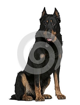 Beauceron dog, 10 years old, sitting