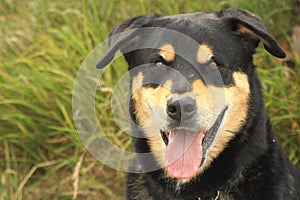 Beauceron dog