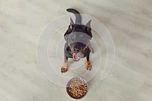 Beauceron dog against bowl with pedigree, top view