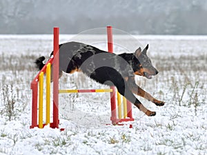 Beauceron dog on agility training