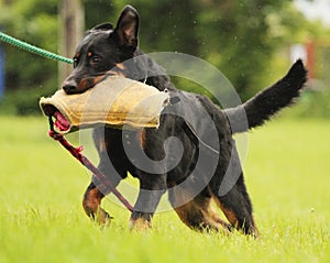 Beauceron dog defense