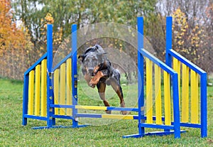 Beauceron dog jumping on agility training