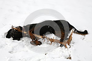 Beauceron dog plaing with stick on snow