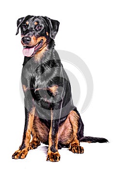 Beauceron French Shepherd