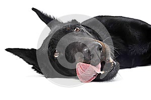 Beauceron lying in a white background studio