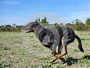 Beauceron in obedience