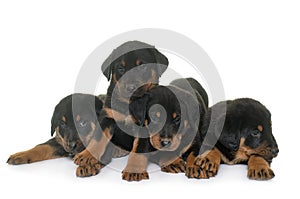 Beauceron puppies in studio