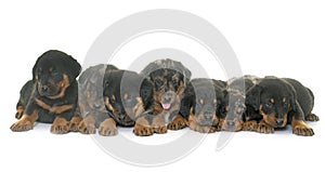 Beauceron puppies in studio