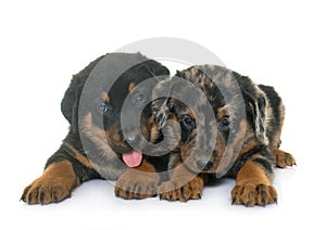 Beauceron puppies in studio