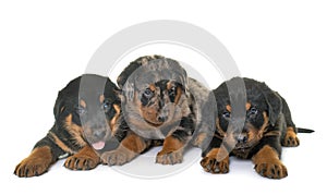 Beauceron puppies in studio