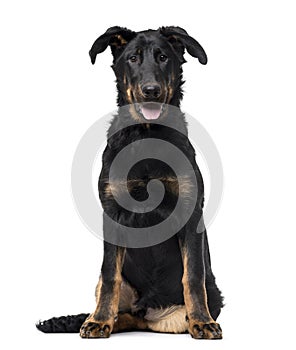 Beauceron puppy isolated on white