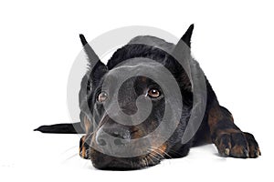 Beauceron relaxing on a white background studio