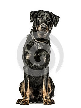 Beauceron sitting down, isolated on white background