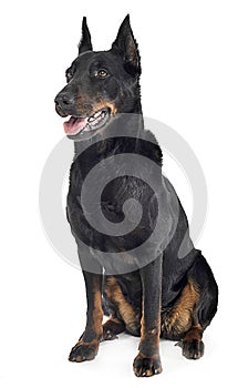 Beauceron sitting in a white background studio