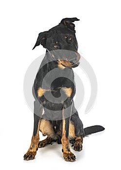 Beauceron in studio