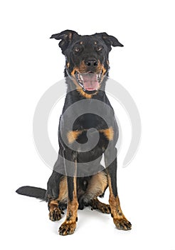 Beauceron in studio