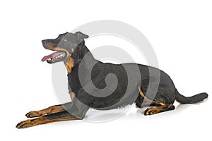 Beauceron in studio