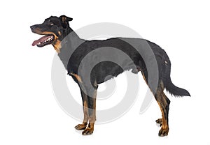 Beauceron in studio