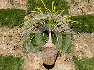 Beaucrnea recurvata or Elephant foot plant or nolina palm root bound plant view from above top view