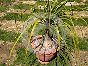 Beaucrnea recurvata ponytail palm or Elephant foot plant or nolina palm planted in a beautiful pot closeup view