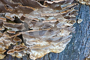 Beaufitul Phellinus robustus mushrooms on a tree