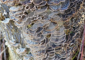 Beaufitul Phellinus robustus mushrooms on a tree