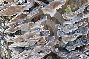 Beaufitul Phellinus robustus mushrooms on a tree