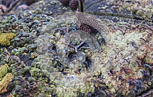 Beaufitul Phellinus robustus mushrooms on a tree