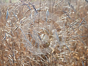 A beauftifu grass bamboo reed