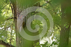 Beauful green wood pecker, colourful bird, wood pecker cutting wood, bird in the tree