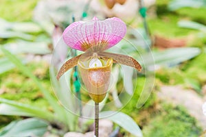 Beauful Orchid flowers