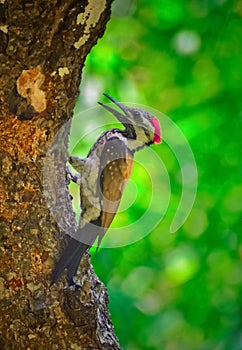 Beauful wood pecker, colourful bird, wood pecker cutting wood, bird in the tree