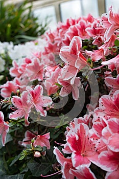 Beauiful spring flowers azalea or Rhododendron simsii Madame Theo Simon