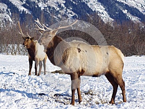 Beauitful elk walking through snow outside of Girdwood, Alaska, in the winter.