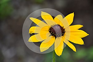 Beauitful Flowering Black Eyed Susan Flower Blossom