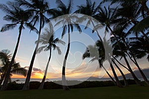 Beauitful South Maui sunet between the palm trees photo